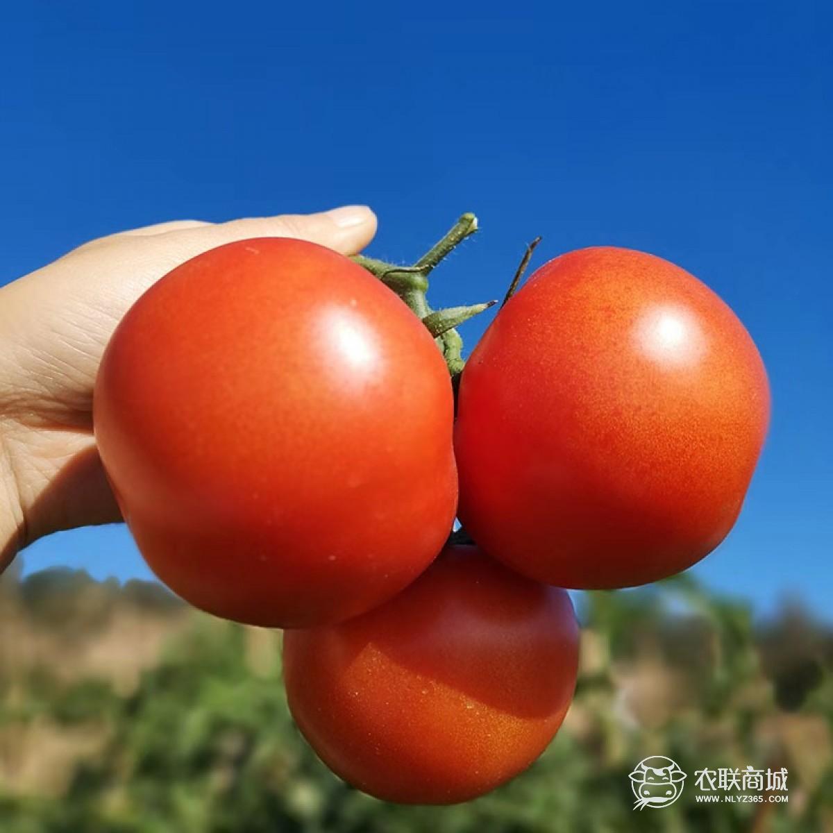 攀枝花露天西红柿  阳光孕育的西红柿 5斤包邮